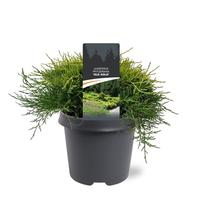 Juniperus pfit. Old Gold