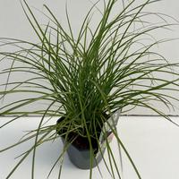 Miscanthus sin. Red Chief