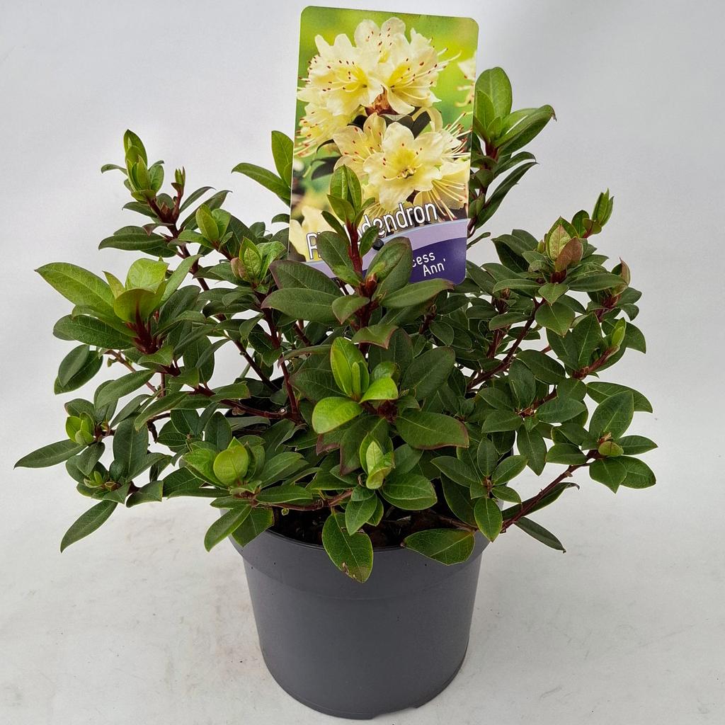 Picture of Rhododendron Princess Ann P17 (2 Ltr)