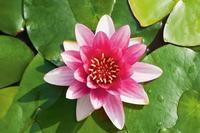 Nymphaea Red - 40cm basket