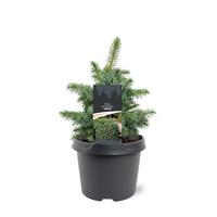 Picea sitchensis Tenas