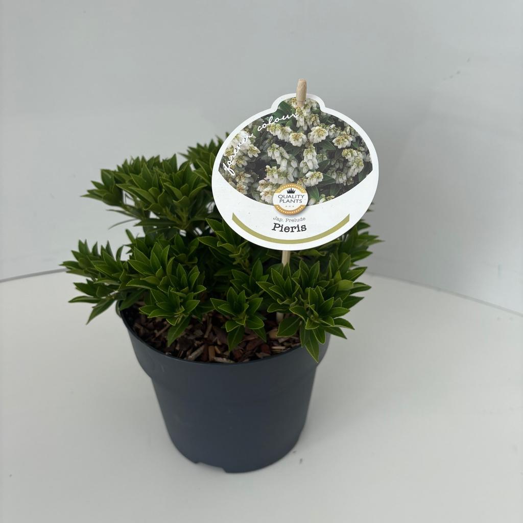 Picture of Pieris jap. Prelude P17 (2 Ltr)