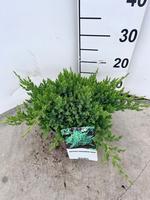 Juniperus proc. Nana