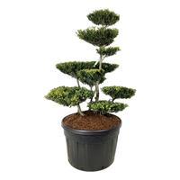 Ilex cr. Green Lustre