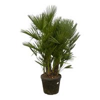 Chamaerops humilis