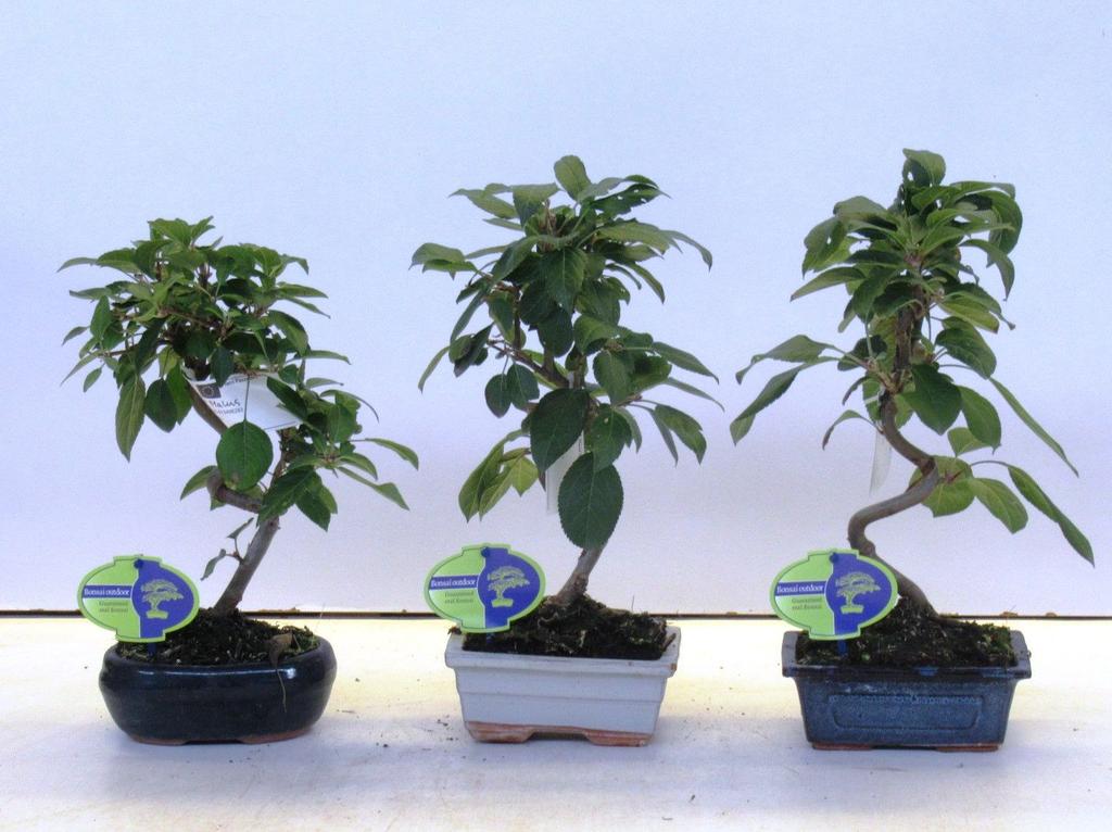 Picture of Malus domestica P16 30CM