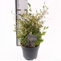 Nandina dom. Twilight