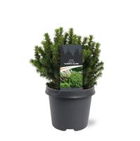 Picea gl. Alberta Globe
