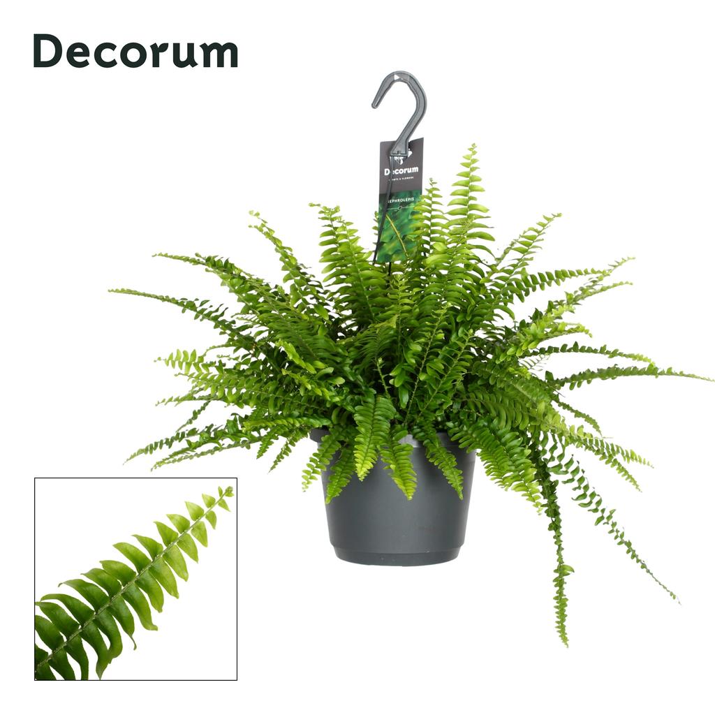 Picture of Nephrolepis Exaltata Green Lady INDOOR Decorum P17 40CM