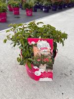 Rosa Rosy Boom Mini