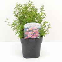 Potentilla frut. Blink (Pink Queen)