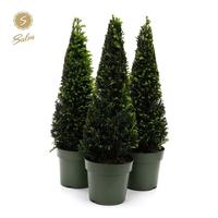 Taxus Collection