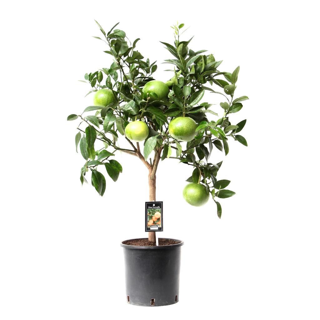Picture of Citrus Grapefruit P22(5-Liter) 80/CM