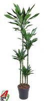 Dracaena Janet Lind 120-90-60-30