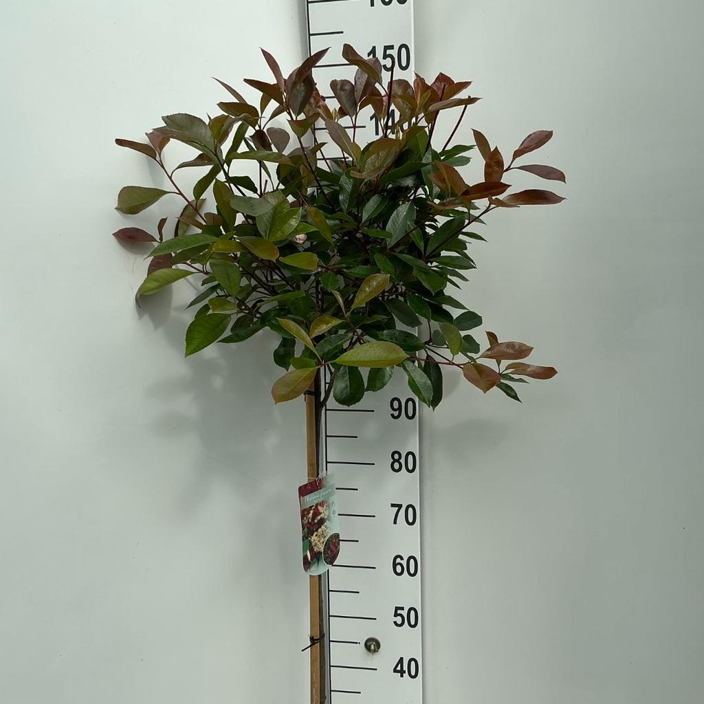 Picture of Photinia fras. Red Robin P26 (7.5 Ltr) 80/STD