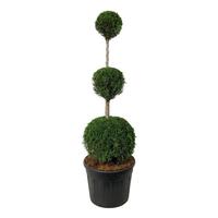 Thuja occ. Smaragd