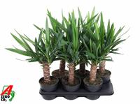 Yucca stem 30cm