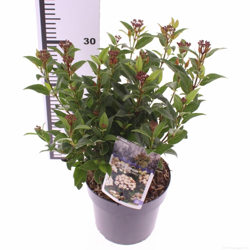 Picture of Viburnum tinus Ladybird PBR P17 (2 Ltr)