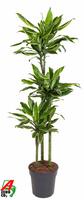 Dracaena Gold Coast 90-60-30
