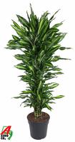 Dracaena Cintho branched
