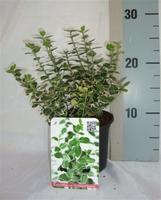 Euonymus fort. Emerald 'n Gaiety