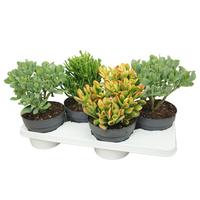 Crassula in varieties