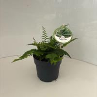 Polystichum munitum