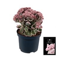 Sedum La Vie en Rose