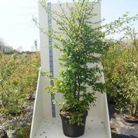 Carpinus betulus