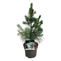 Pinus mont. Ammerland