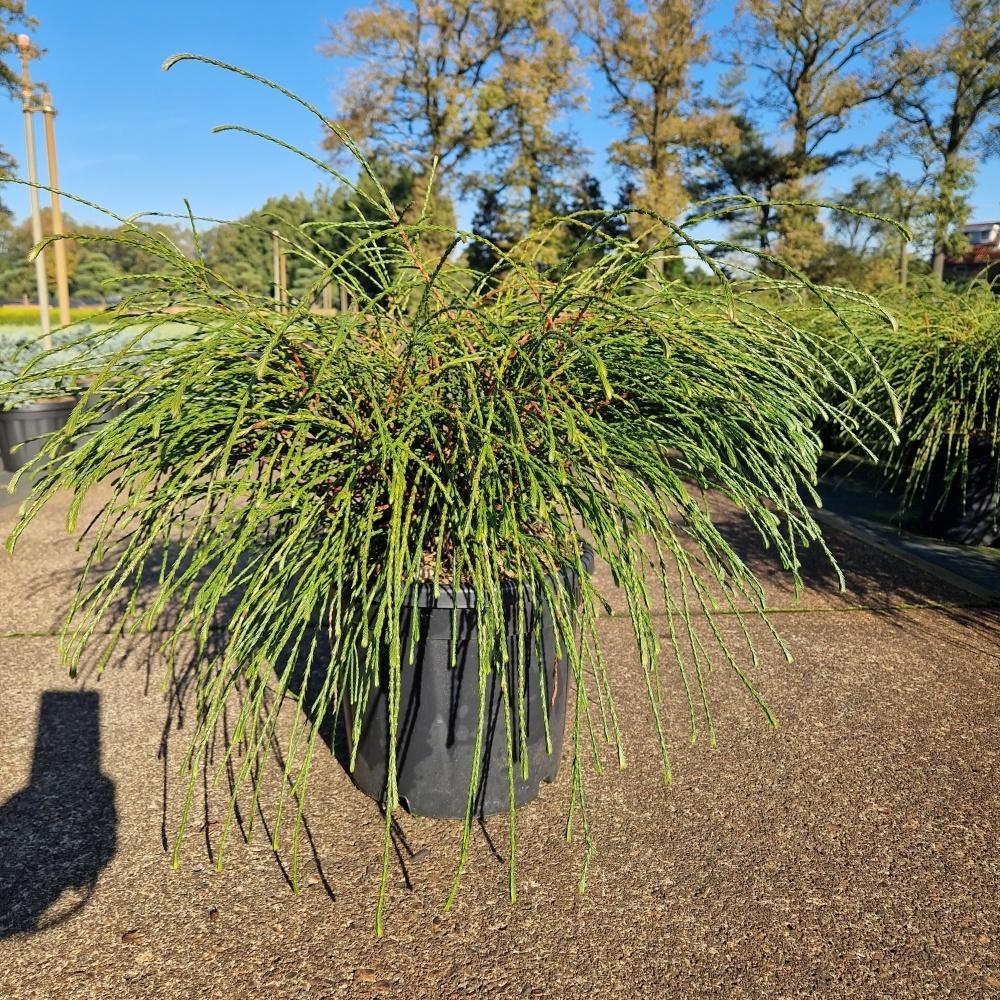 Obrázek Thuja plicata Whipcord C11 40/50