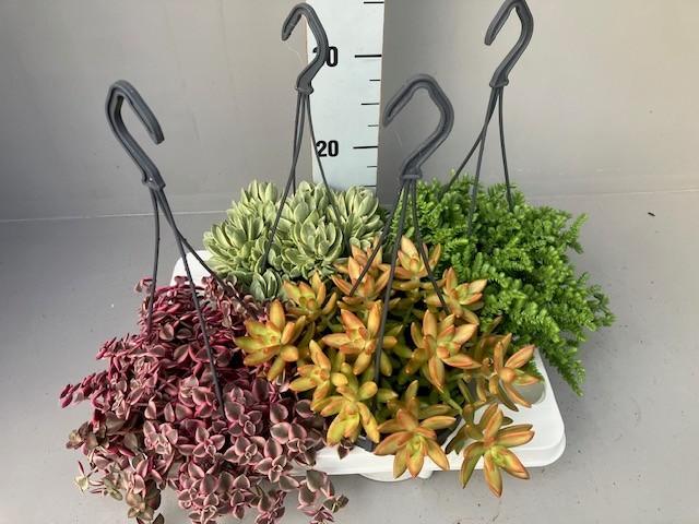 Picture of Succulents in varieties in hanging basket P14 20CM