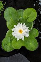 Nymphaea Gonnere