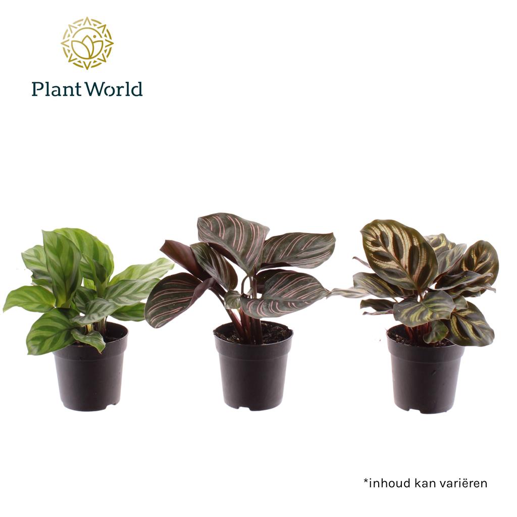 Picture of Calathea varieties (Decorum) P7 15CM