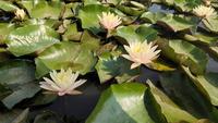 Nymphaea Clyde Ilkins