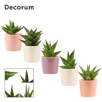 Sansevieria Crown Mix in Maui (Party love-collection)