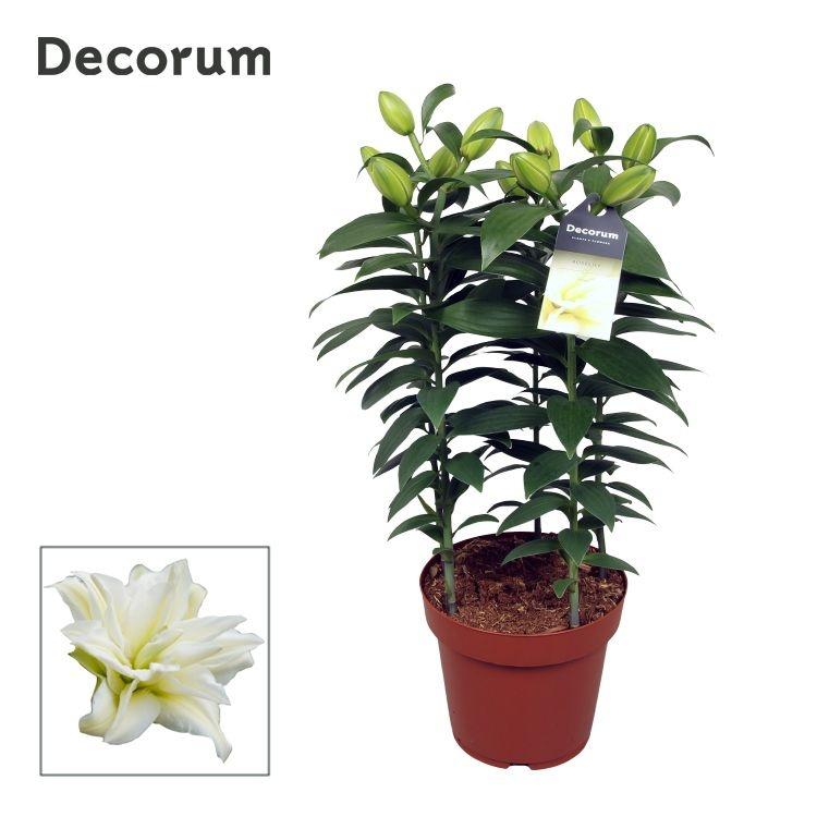 Picture of Lilium oriental Roselily Zeta 5PP Decorum P19 50CM