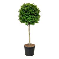 Carpinus betulus