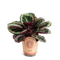 Calathea Black Rose