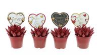 Echeveria miranda red + love label