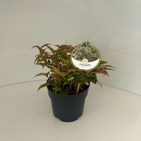 Leucothoe font. Rainbow