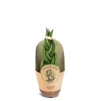 Sansevieria cylindrica Braid