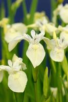 Iris pseudacorus Alba