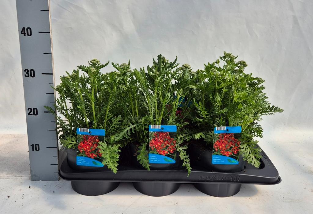 Obrázek Achillea mil. Milly Rock Red P17 (2 Ltr)