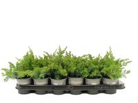 Juniperus con. Schlager