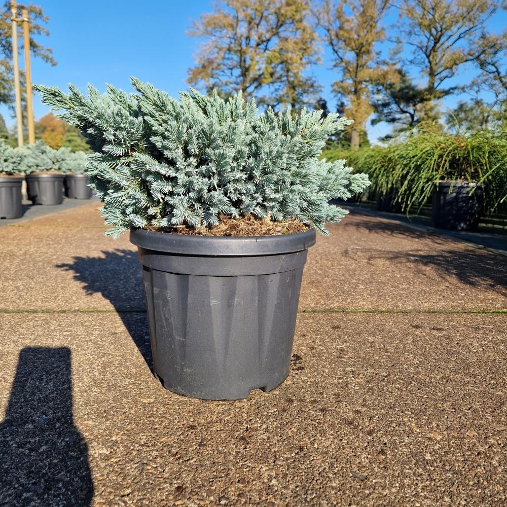 Picture of Juniperus squ. Blue Star C6 25/30