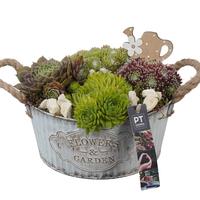 PTS7337 Arrangement Sempervivum in metal pot