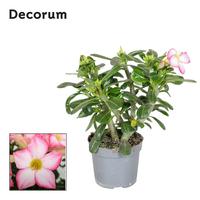Adenium obesum Pink Star