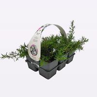 Phlox Subulata 6-Pack