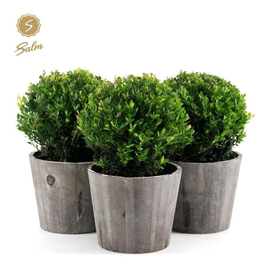 Picture of Ilex crenata Jenny in wood P17 (2 Ltr) BALL-20-CM